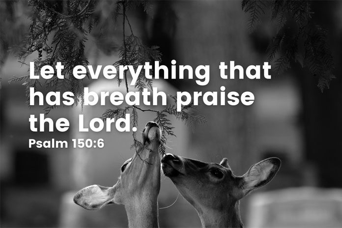 Let everything that has breath praise the Lord