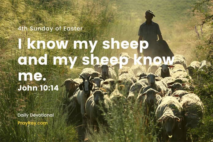 Jesus is the Good Shepherd Daily Devotional 4th Sunday of Easter